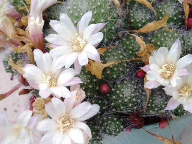 Rebutia_albiflora_1